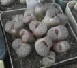 Lithops bromfieldii