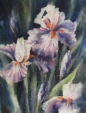 iris impressions