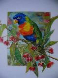 rainbowlorikeet