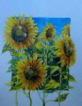 growingsunflowers