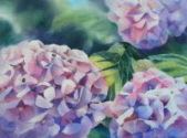 hydrangeas